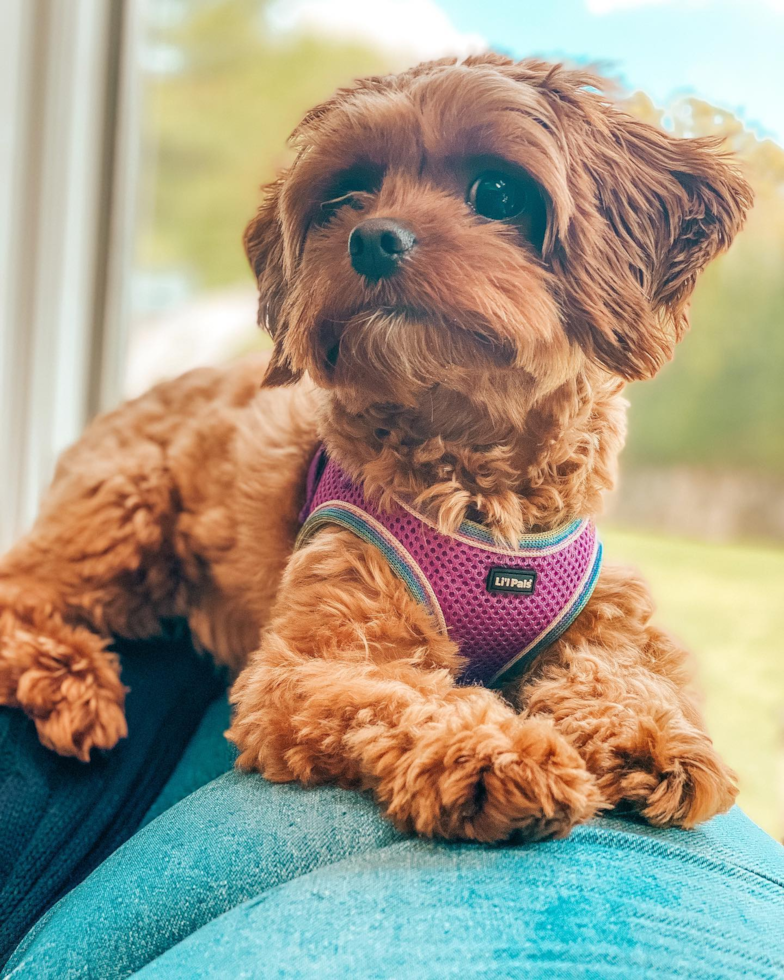 NEW YORK Cavapoo Pup