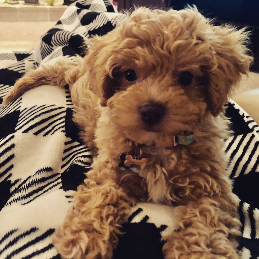 Little Bichpoo Poodle Mix Pup