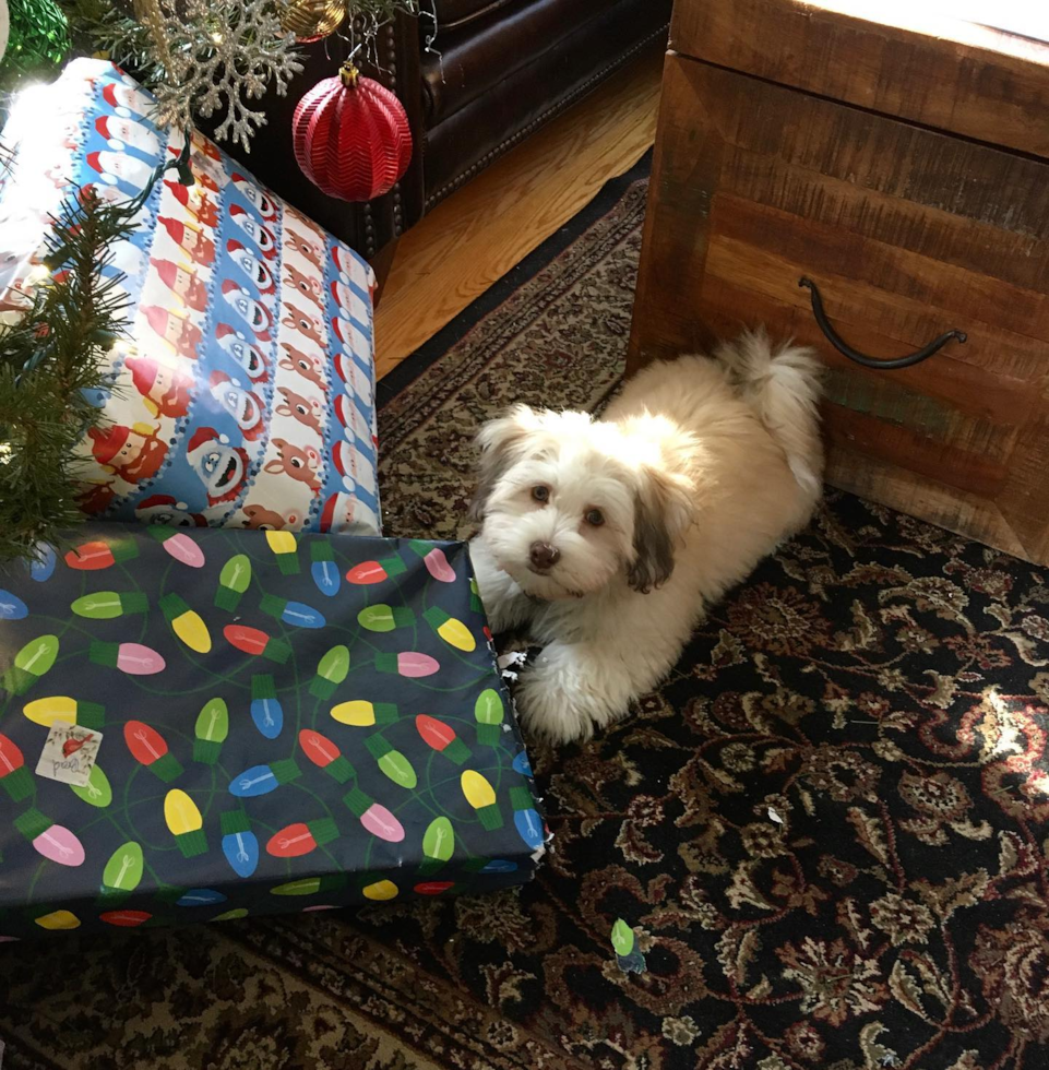 Havanese Being Cute