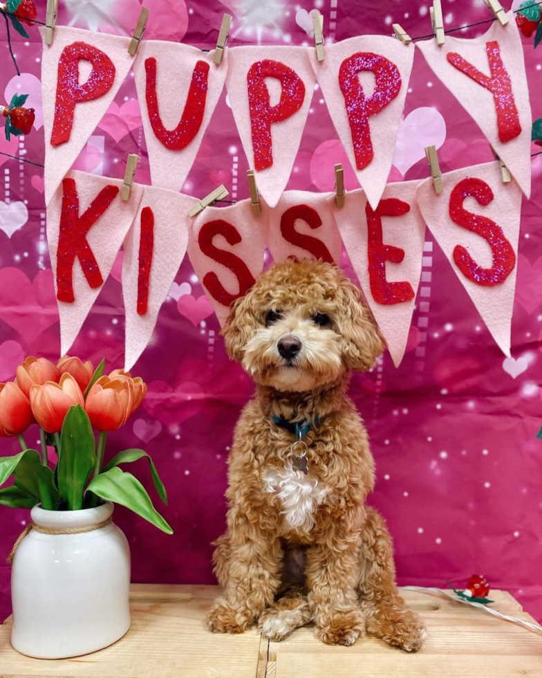 Playful Bichpoo Poodle Mix Pup