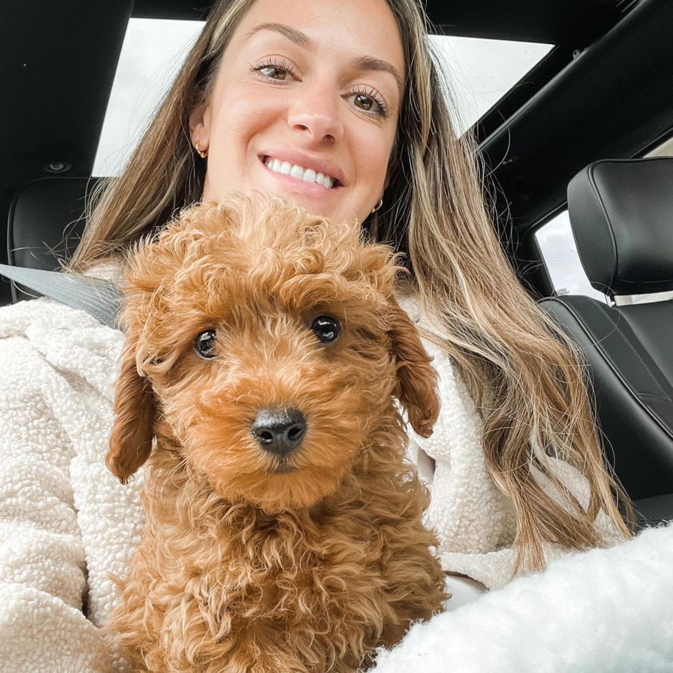 Happy Cavapoo Pup in Plymouth MI