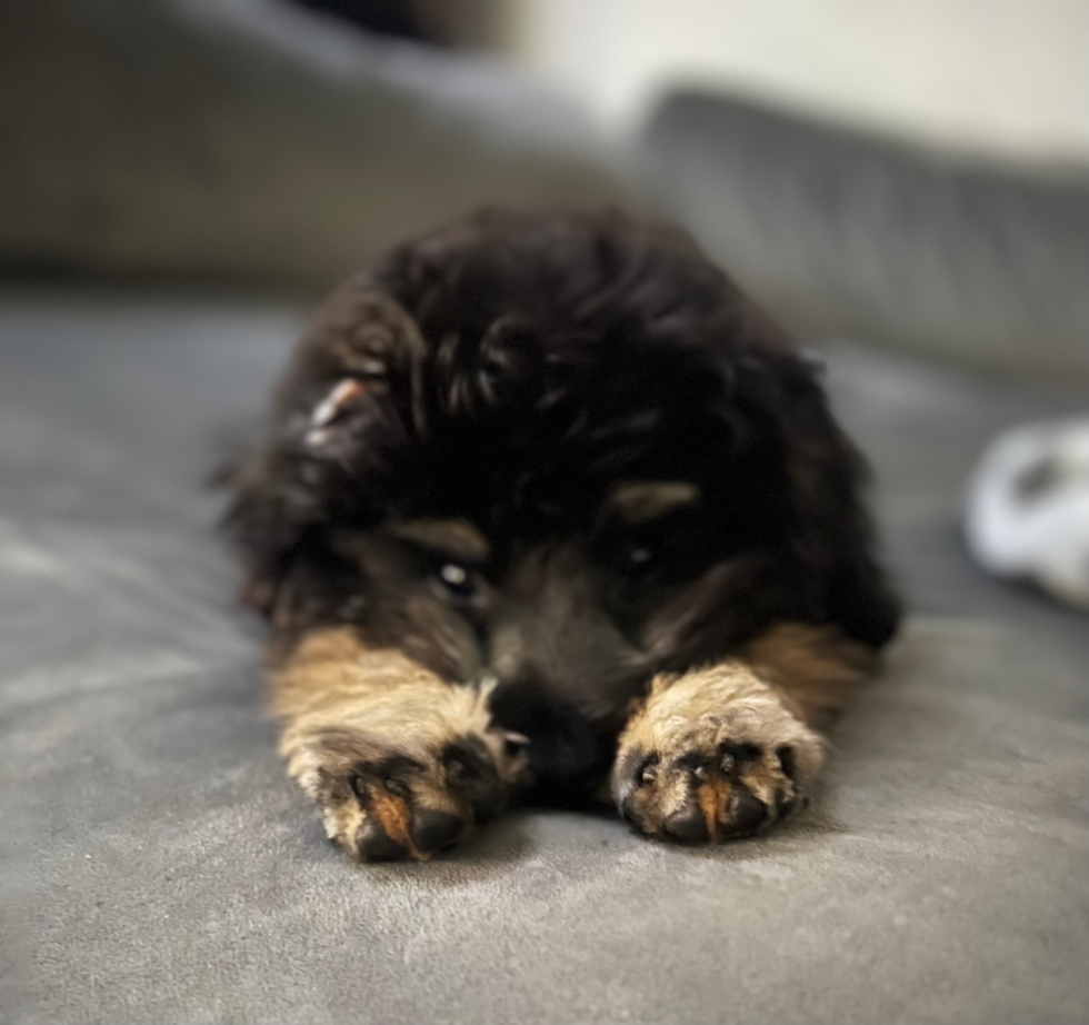 Little Aussiepoo Poodle Mix Pup