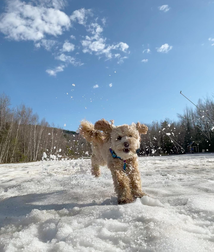 Petite Poodle Pup in Harvey Cedars NJ