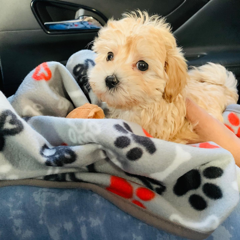 Small Maltipoo Pup