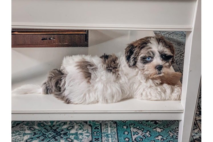 Shih Poo Pup Being Cute