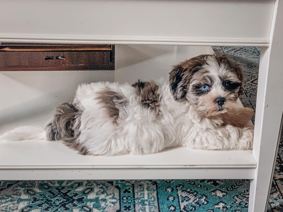 Petite Shih Poo Poodle Mix Pup