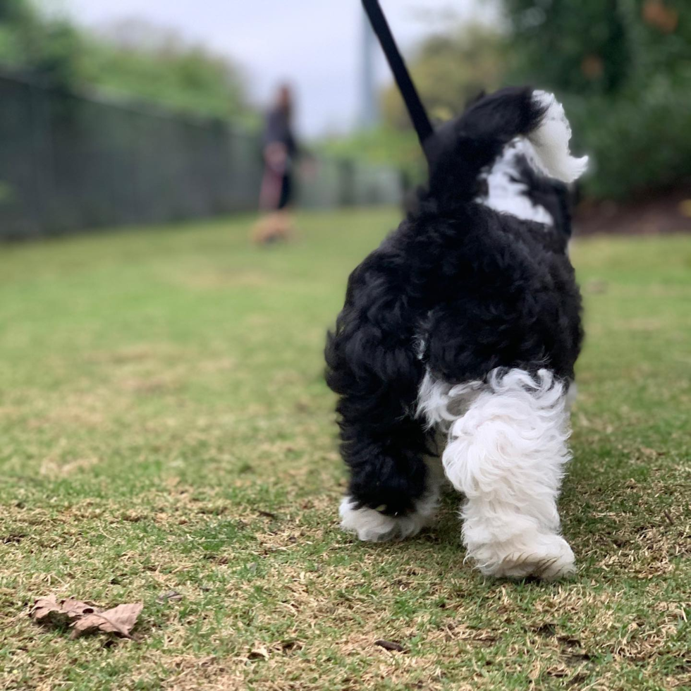 Nashville Mini Sheepadoodle Pup