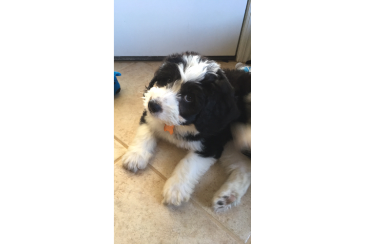 Best Mini Bernedoodle Baby