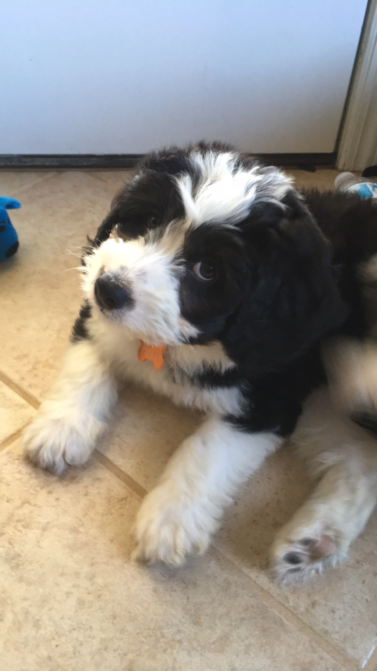 Adorable Bernadoodle Poodle Mix Pup