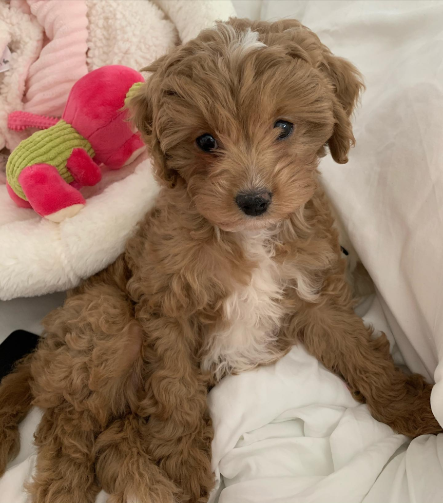 Friendly Cavapoo Pup in Mechanicsville VA