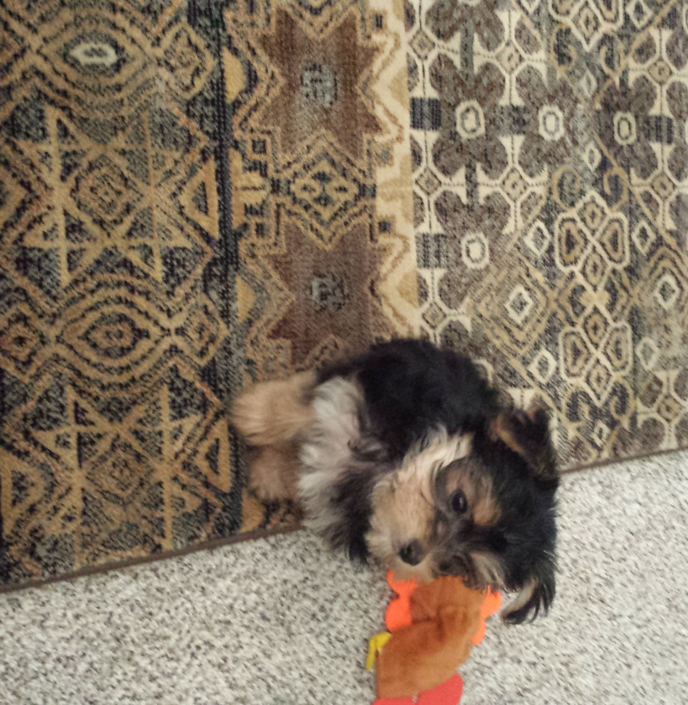 Best Morkie Baby