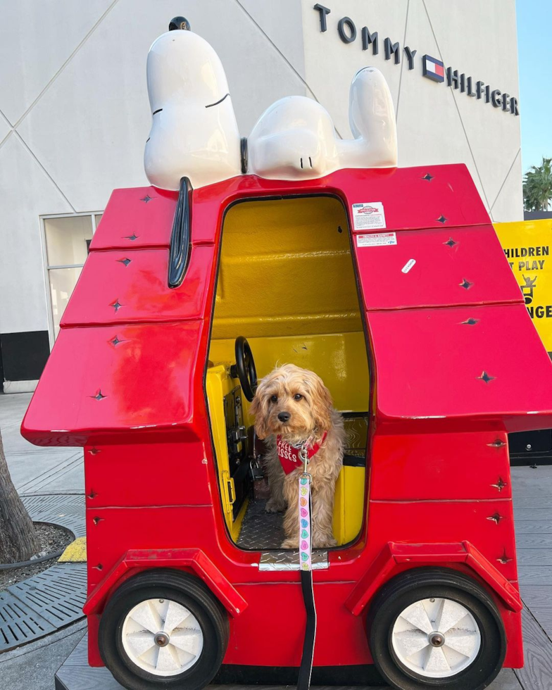 Happy Cavapoo Pup in Yorba Linda CA