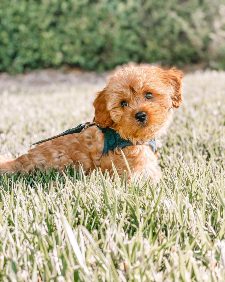 Cavapoo Being Cute