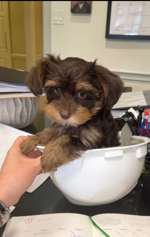 Funny Yorkie Poo Poodle Mix Pup