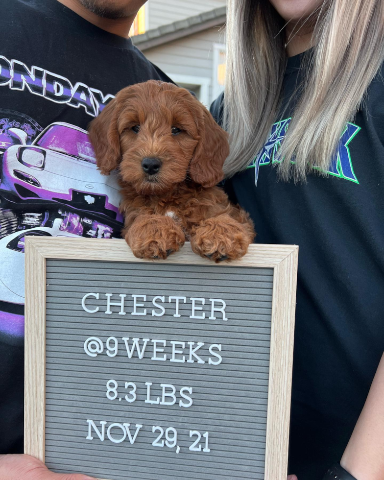 Funny Mini Goldendoodle Poodle Mix Pup