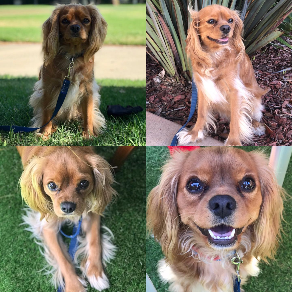 Friendly Cavalier King Charles Spaniel Pup