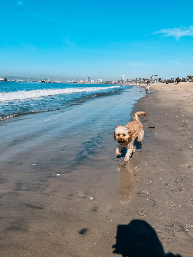 Friendly Cavapoo Pup in Glendale CA