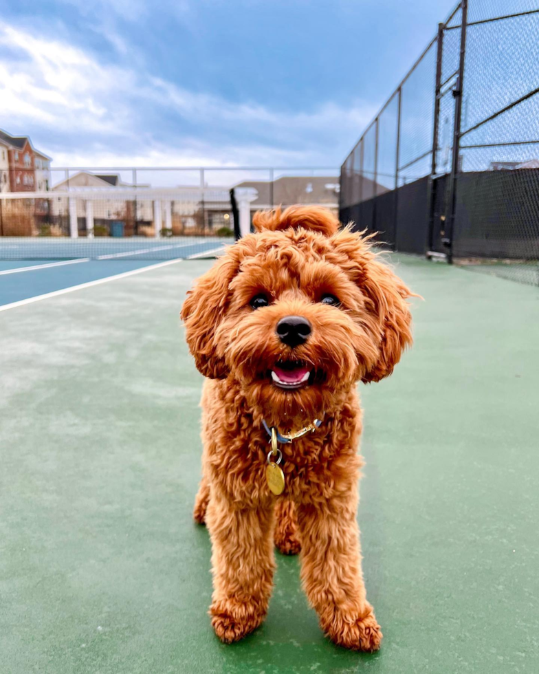 Hypoallergenic Cavoodle Poodle Mix Pup