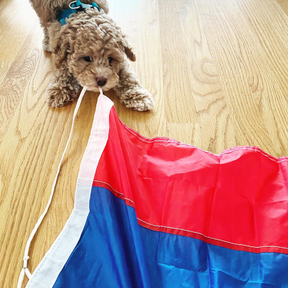 Happy Poodle Pup in Harvey Cedars NJ