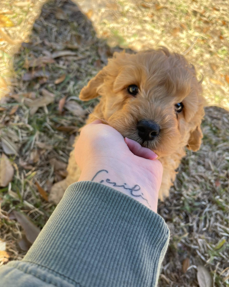 Hypoallergenic Golden Retriever Poodle Mix Pup