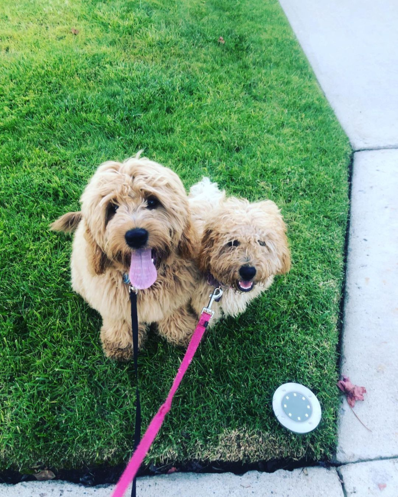 Sweet Mini Goldendoodle Pup in Encinitas CA