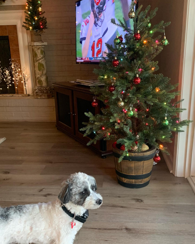 Smart Havanese Pup in Dayton OH