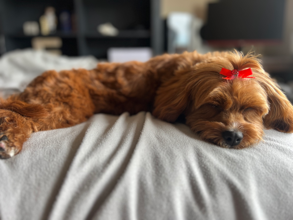 Happy Cavapoo Pup in