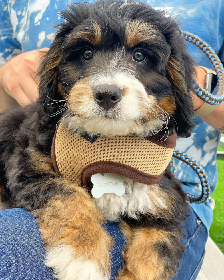 Cute Mini Bernedoodle Pup in Rome NY