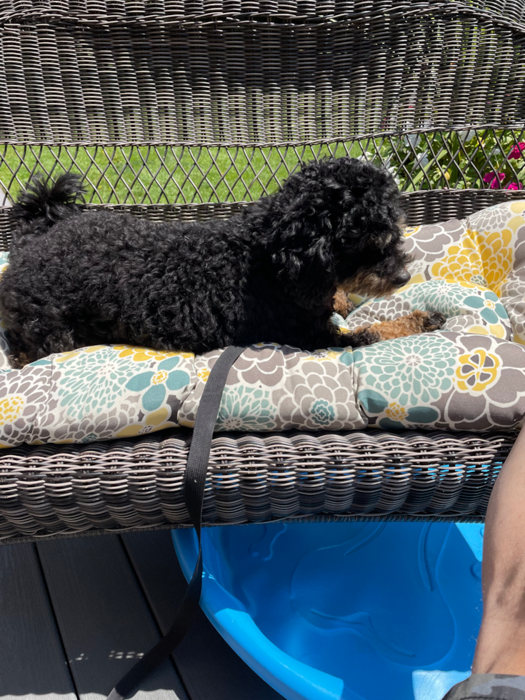 Smart Mini Bernedoodle Poodle Mix Pup