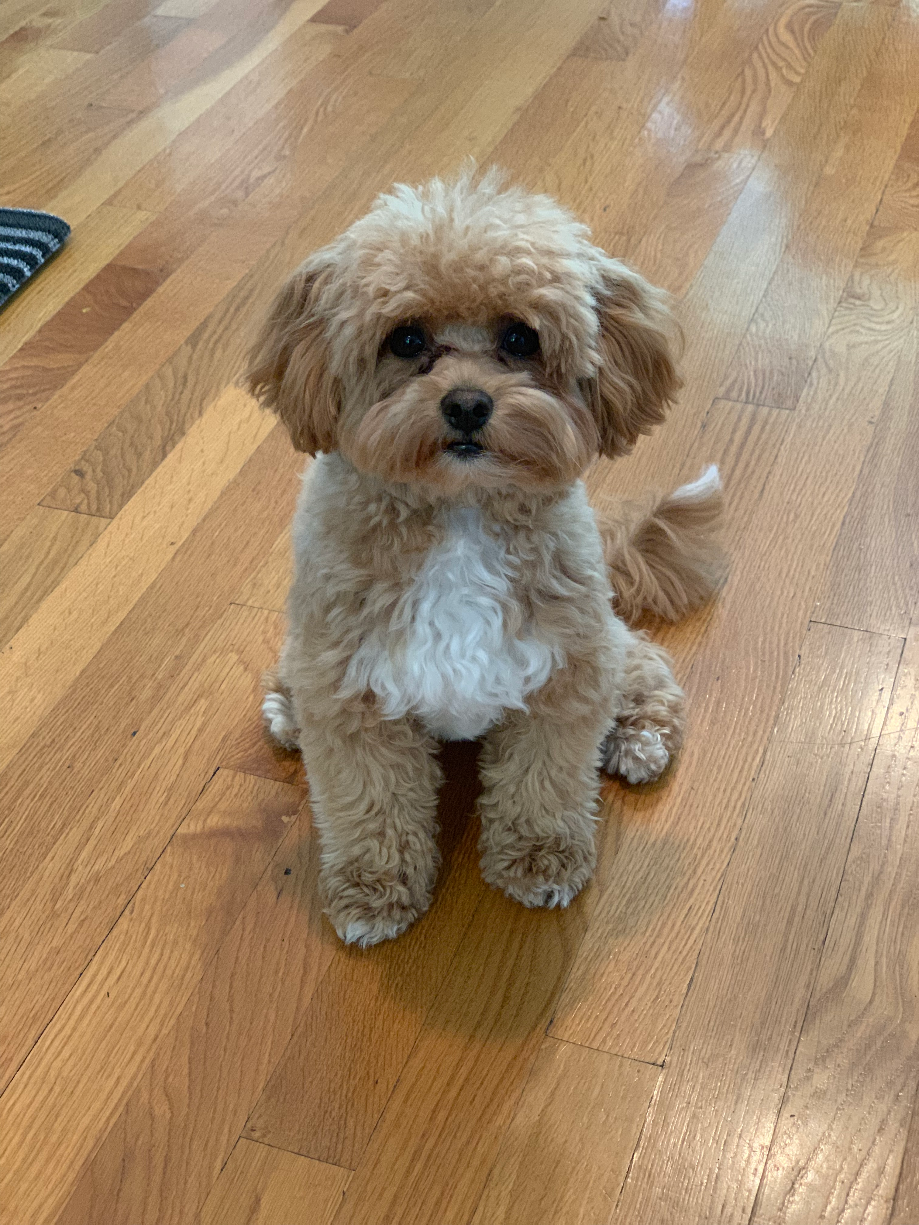 Adorable Maltepoo Poodle Mix Puppy