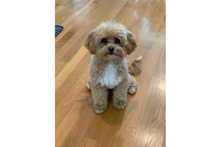 Adorable Maltepoo Poodle Mix Puppy