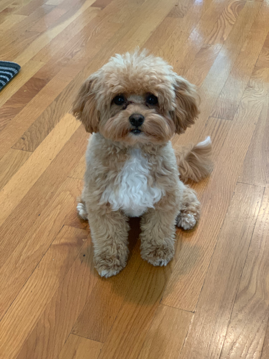 Maltipoo Being Cute