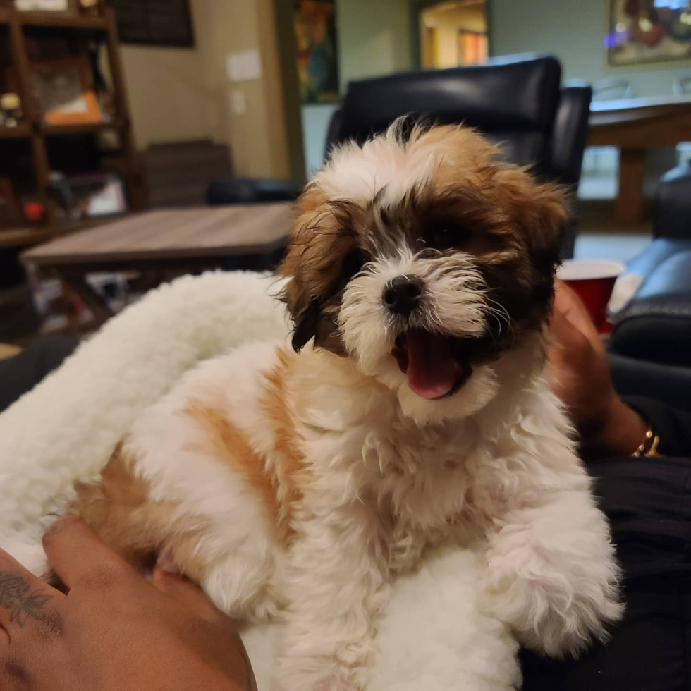 Acworth Shih Poo Pup