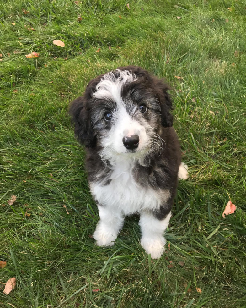 Popular Mini Aussiedoodle Poodle Mix Pup