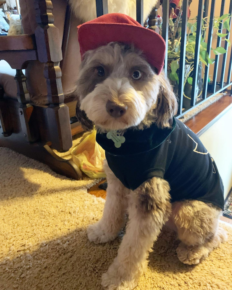 Mini Aussiedoodle Being Cute