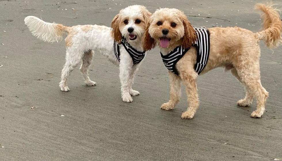 Sweet Cavachon Pup in Los Angeles CA