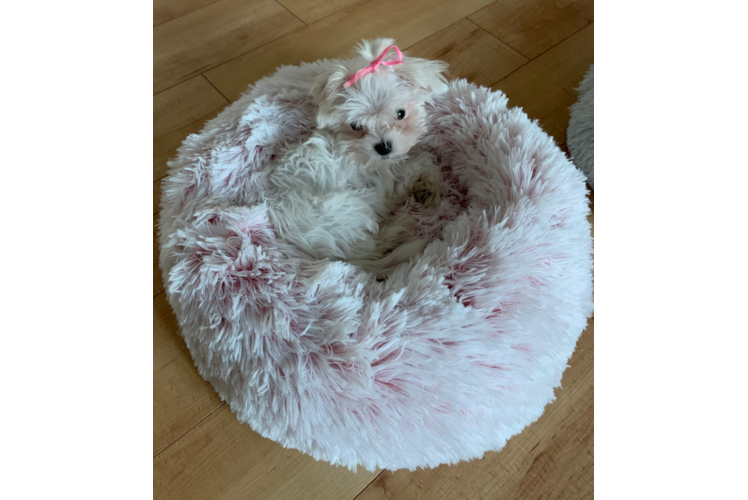 Friendly Maltese Baby