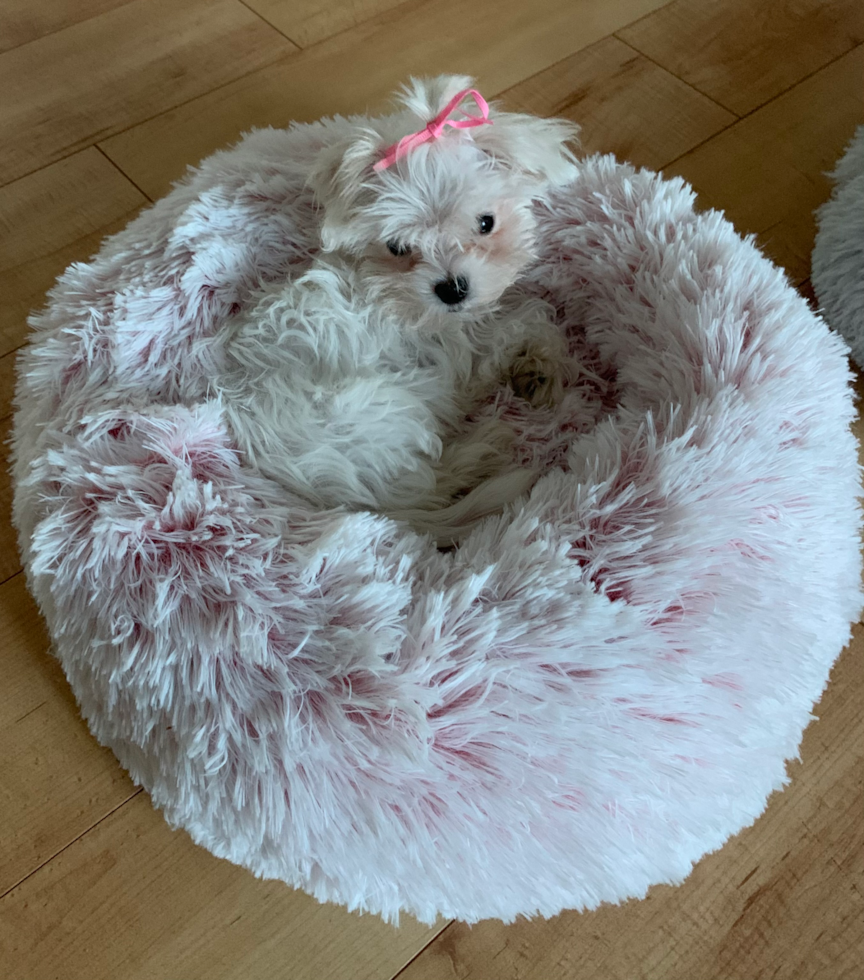 Maltese Being Cute