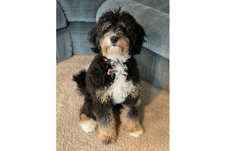 Mini Bernedoodle Pup Being Cute