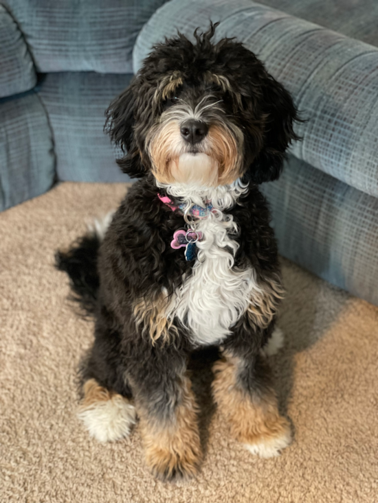 Small Mini Bernedoodle Pup in Lewis Center OH