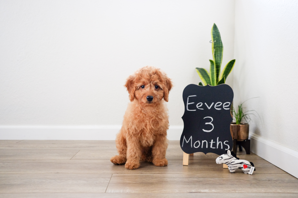 Mini Goldendoodle Being Cute