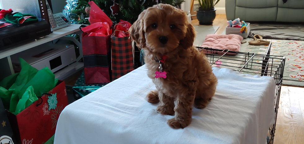 Friendly Cavapoo Pup in Whitman MA