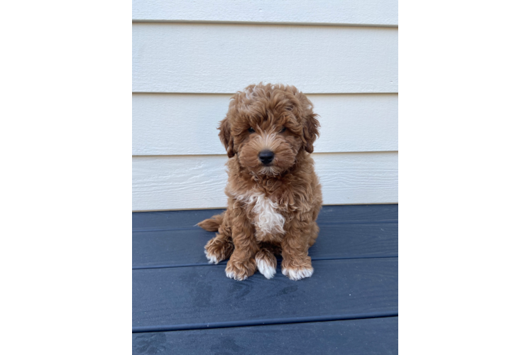 Small Mini Goldendoodle Baby