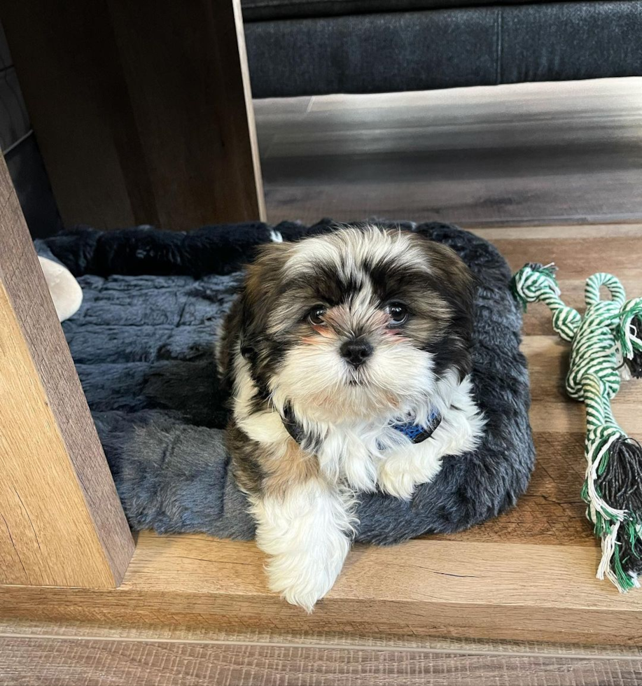 Akc Registered Shih Tzu Pup