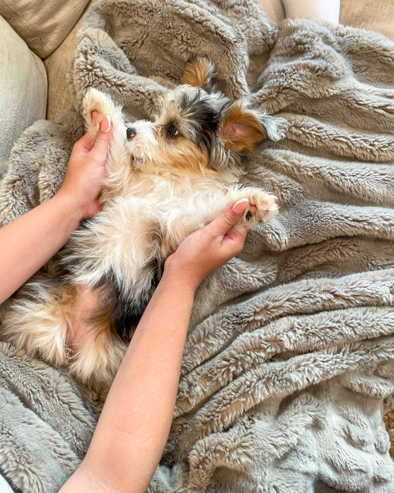 Mini Aussiedoodle Being Cute