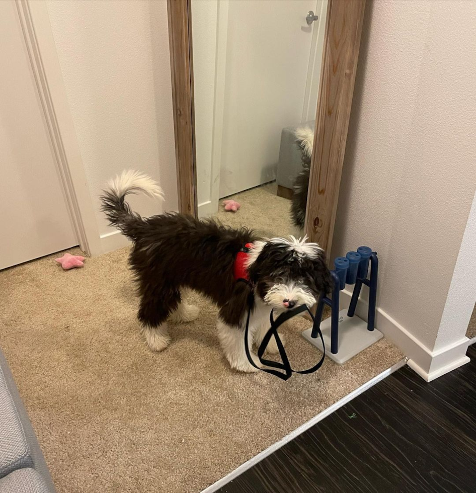 Happy Mini Sheepadoodle Pup in TEMPE AZ