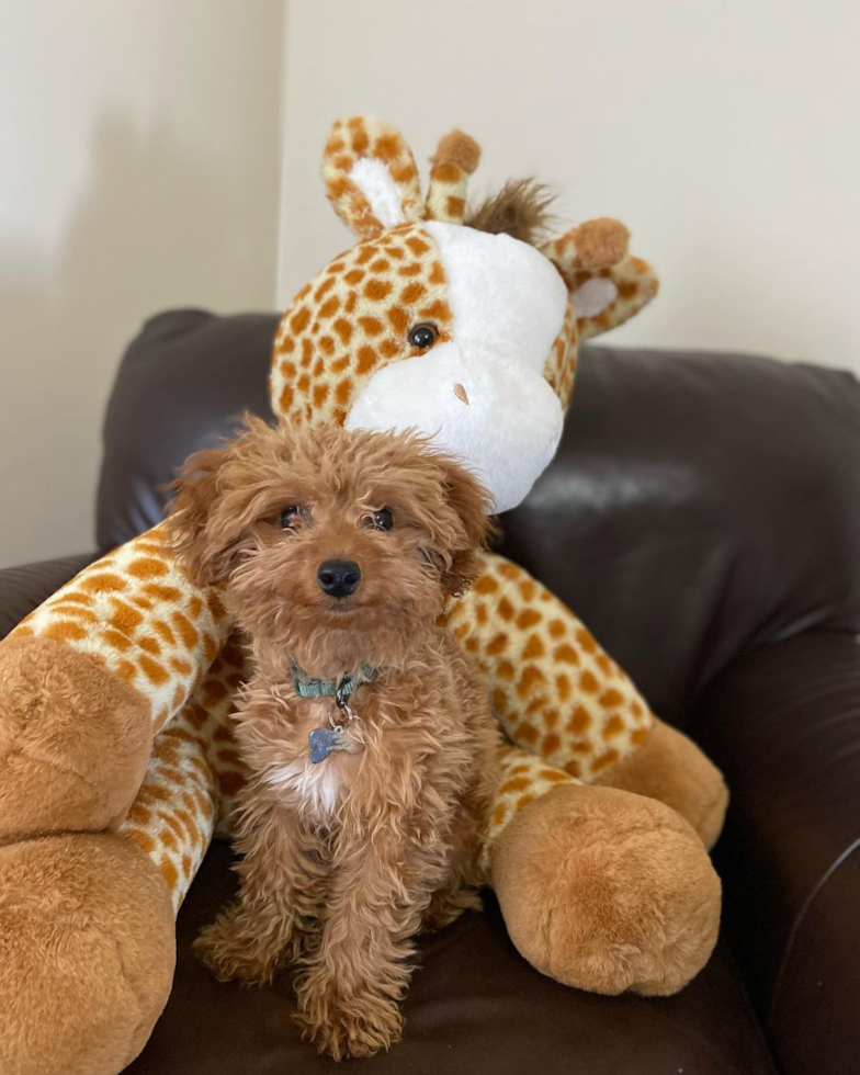 Cockapoo Being Cute