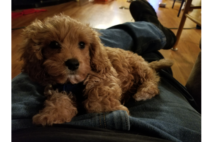 Cavapoo Puppy for Adoption