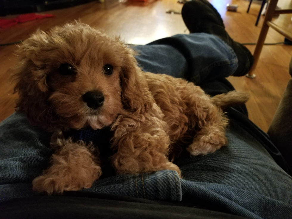 Cavapoo Being Cute