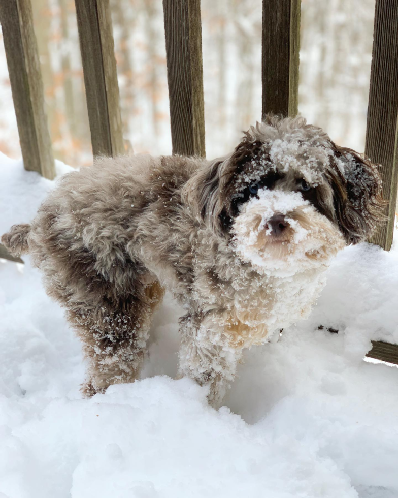 Mini Aussiedoodle Being Cute